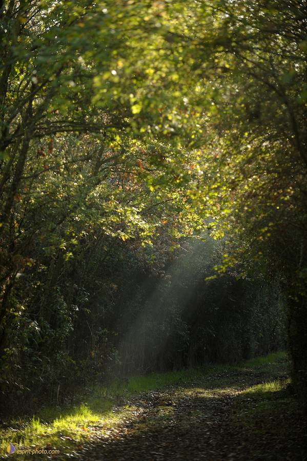 Nom de l'image : D30082977_1_(c)Norbert-JUNG — Description :